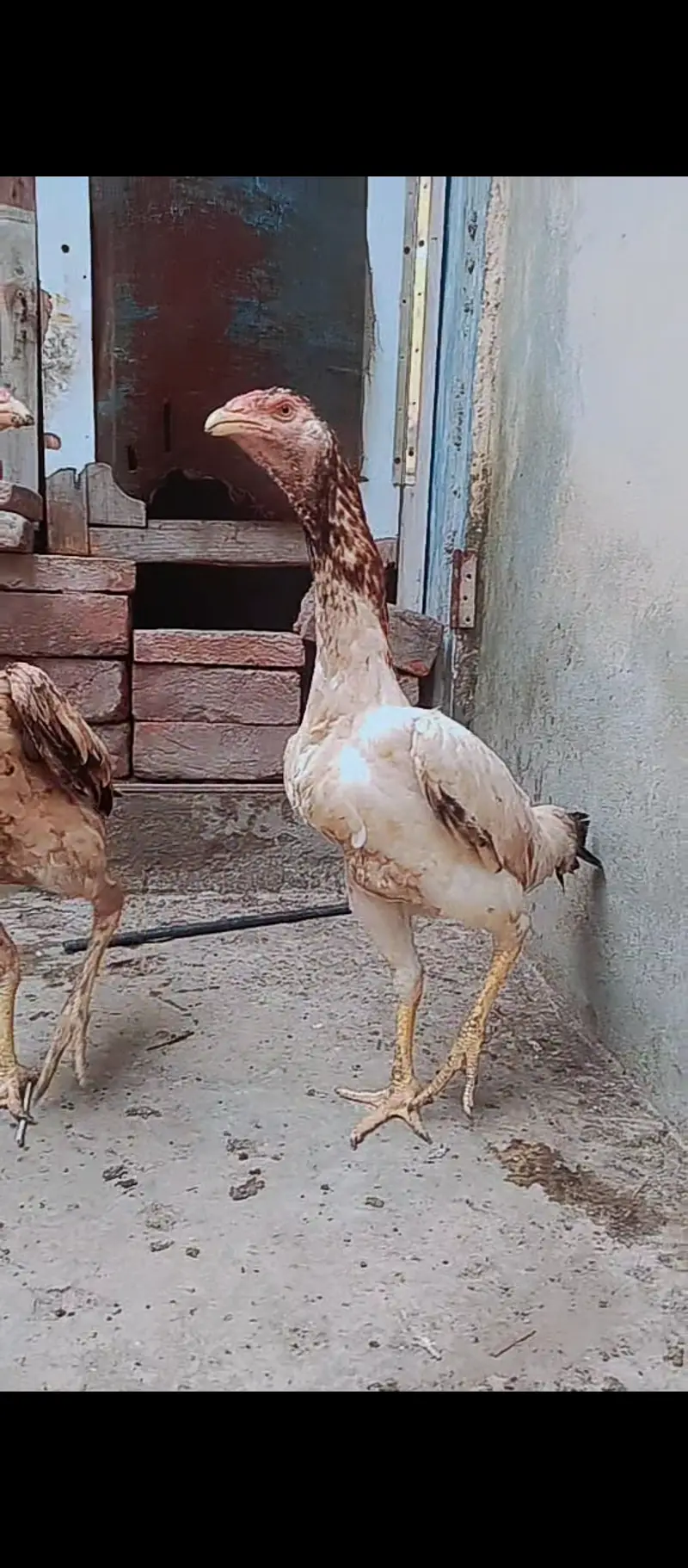 Shamo cross / hens / Aseel / murga / chicks / male / female / eggs — photo 5