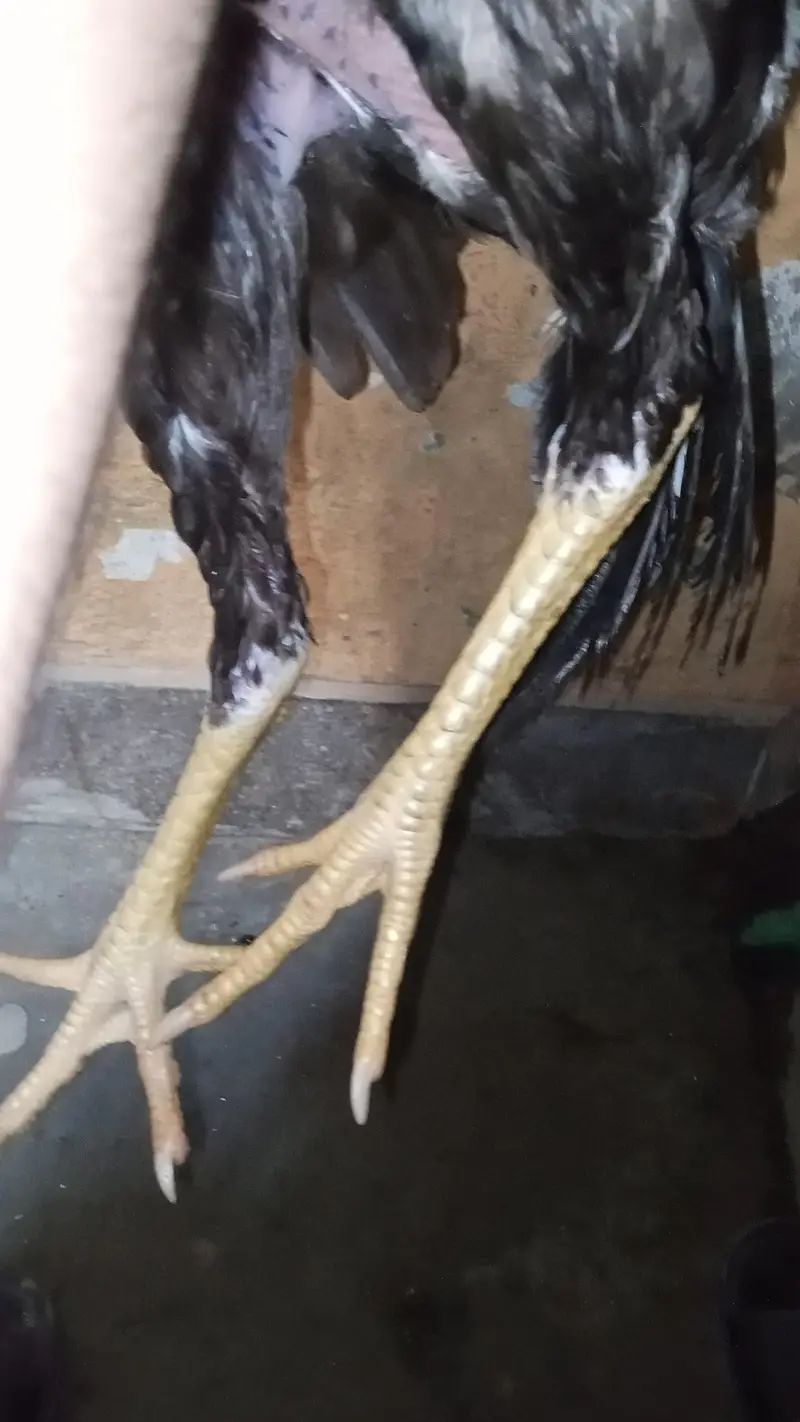 jawa aseel burmi croos ma or sath pure dasi murgi or aik salata walati — photo 8