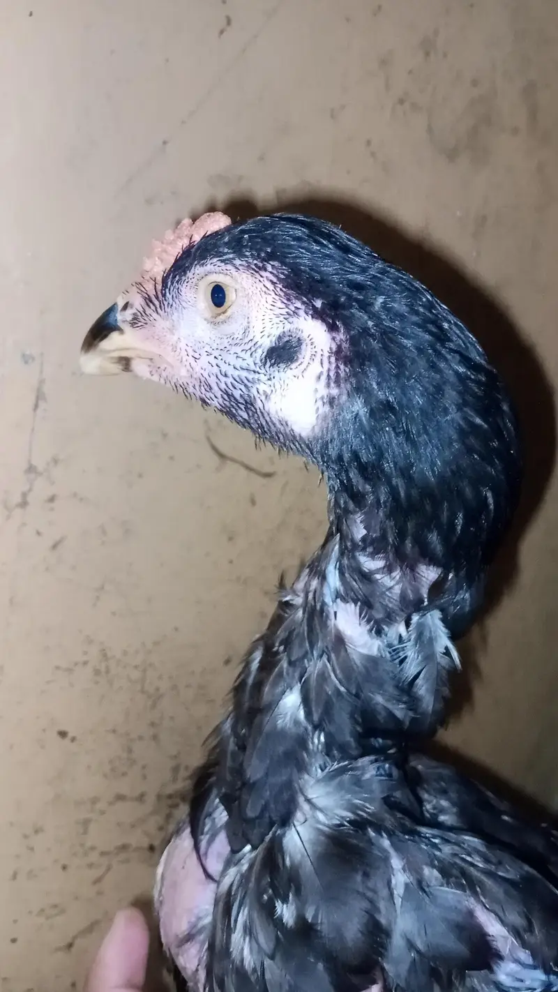 jawa aseel burmi croos ma or sath pure dasi murgi or aik salata walati — photo 12