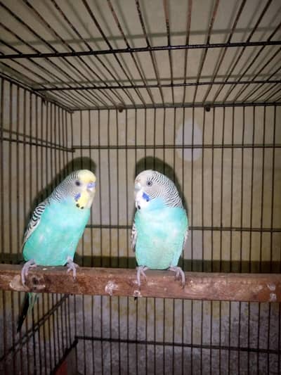Breeder Pair Bugdie Yellow Face Male White Face Female Full Adult