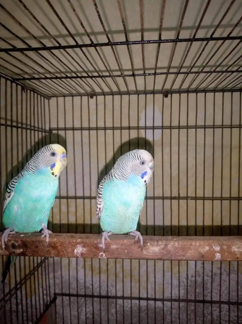 Breeder Pair Bugdie Yellow Face Male White Face Female Full Adult — photo 2