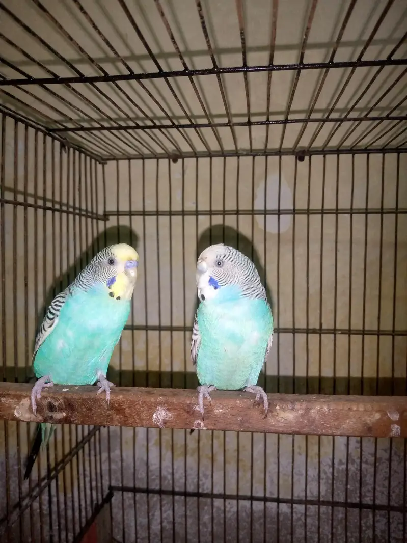 Breeder Pair Bugdie Yellow Face Male White Face Female Full Adult — photo 3
