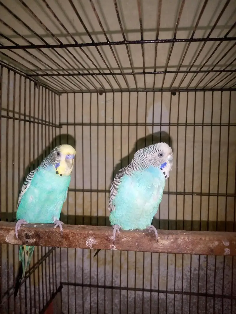 Breeder Pair Bugdie Yellow Face Male White Face Female Full Adult — photo 4