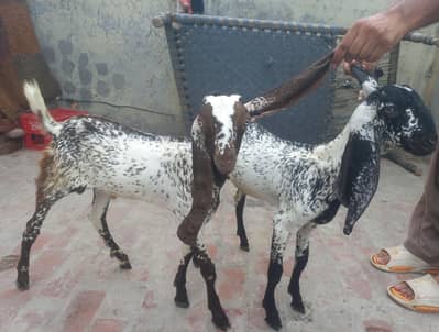 2 Pure Makhi Cheeni Male Kids (3 Months) for Sale – Healthy & Active