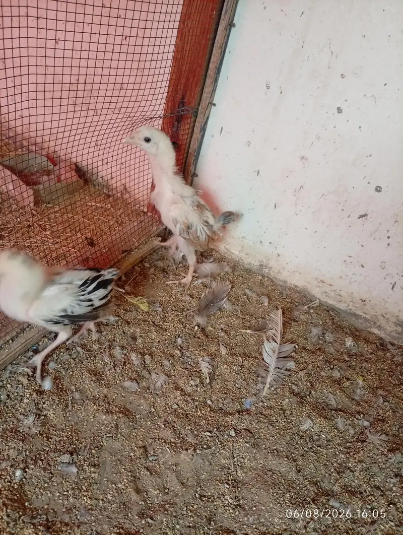 Aseel chick — photo 2