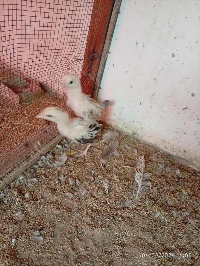 Aseel chick — photo 3
