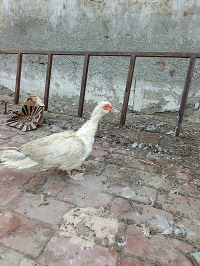 muscovy duck