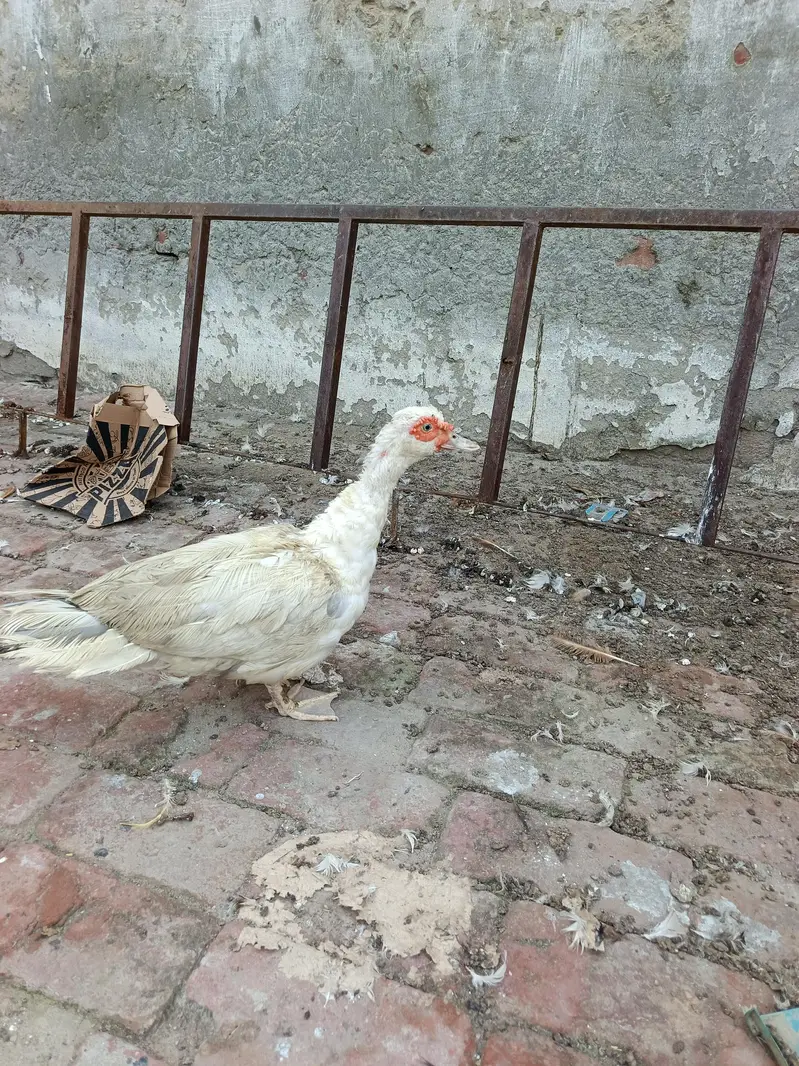 muscovy duck