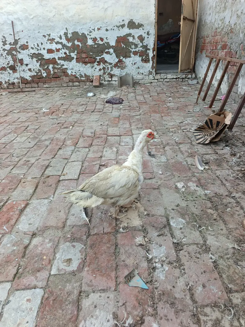 muscovy duck — photo 2