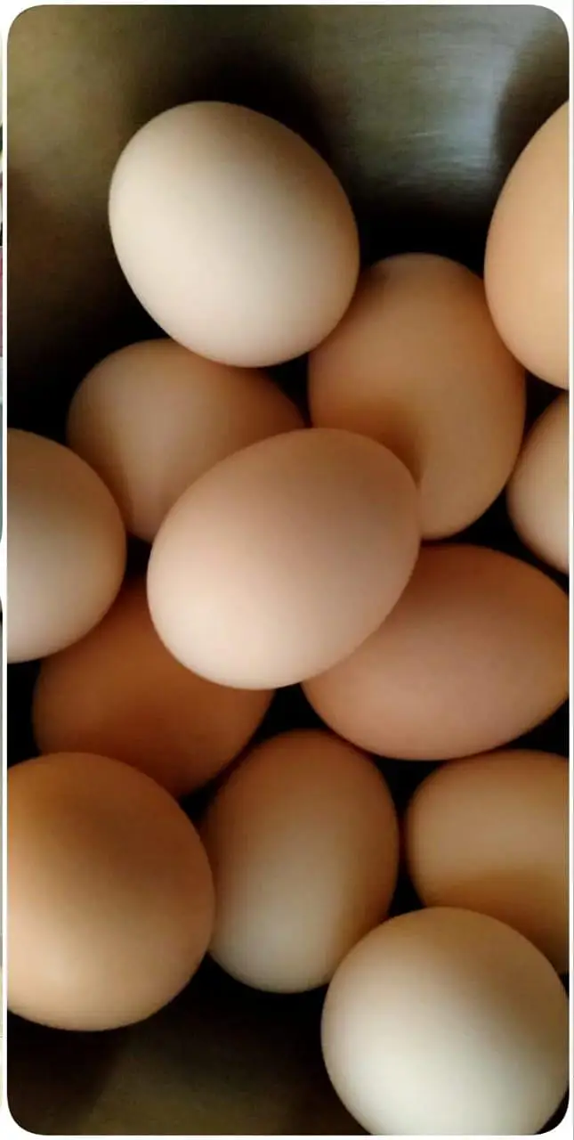 MashaAllah fancy hen — photo 6