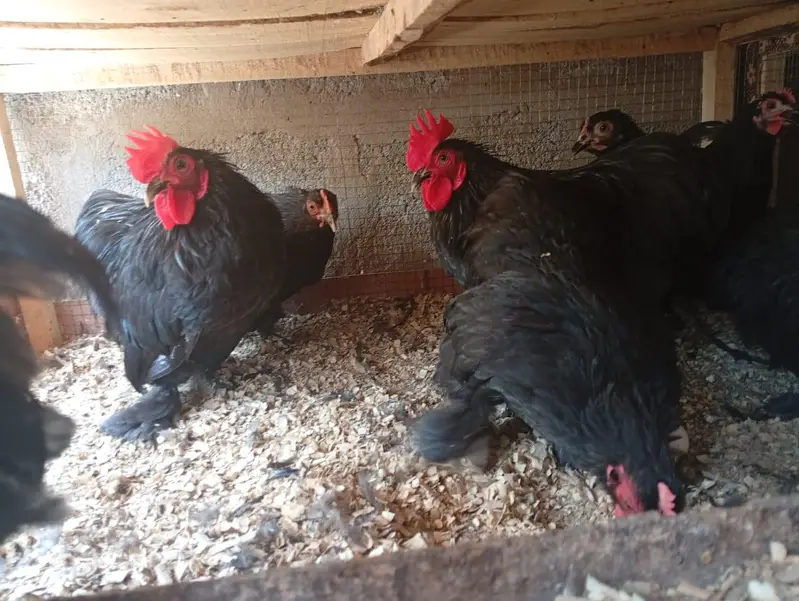 MashaAllah fancy hen — photo 7