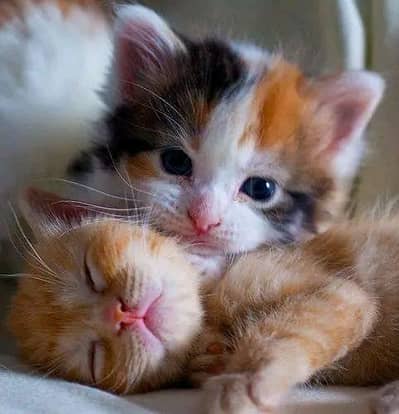 Cats | Persian | kittens |  Blue Eyes | O348O163O63 щatsap^⁠_⁠^