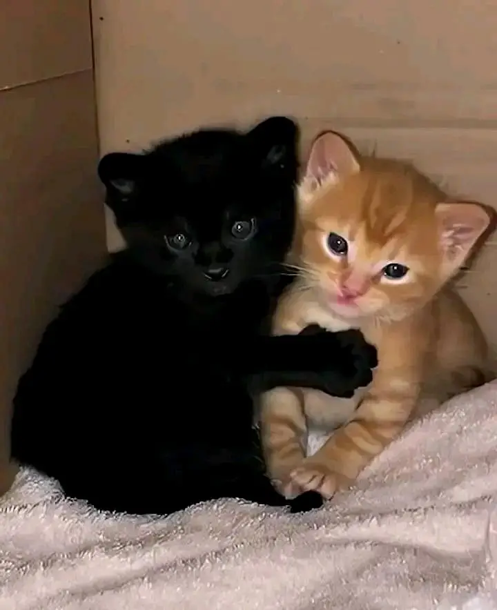 Cats | Persian | kittens |  Blue Eyes | O348O163O63 щatsap^⁠_⁠^ — photo 3