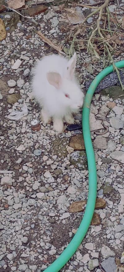 6 rabbit ha Mara pas chick