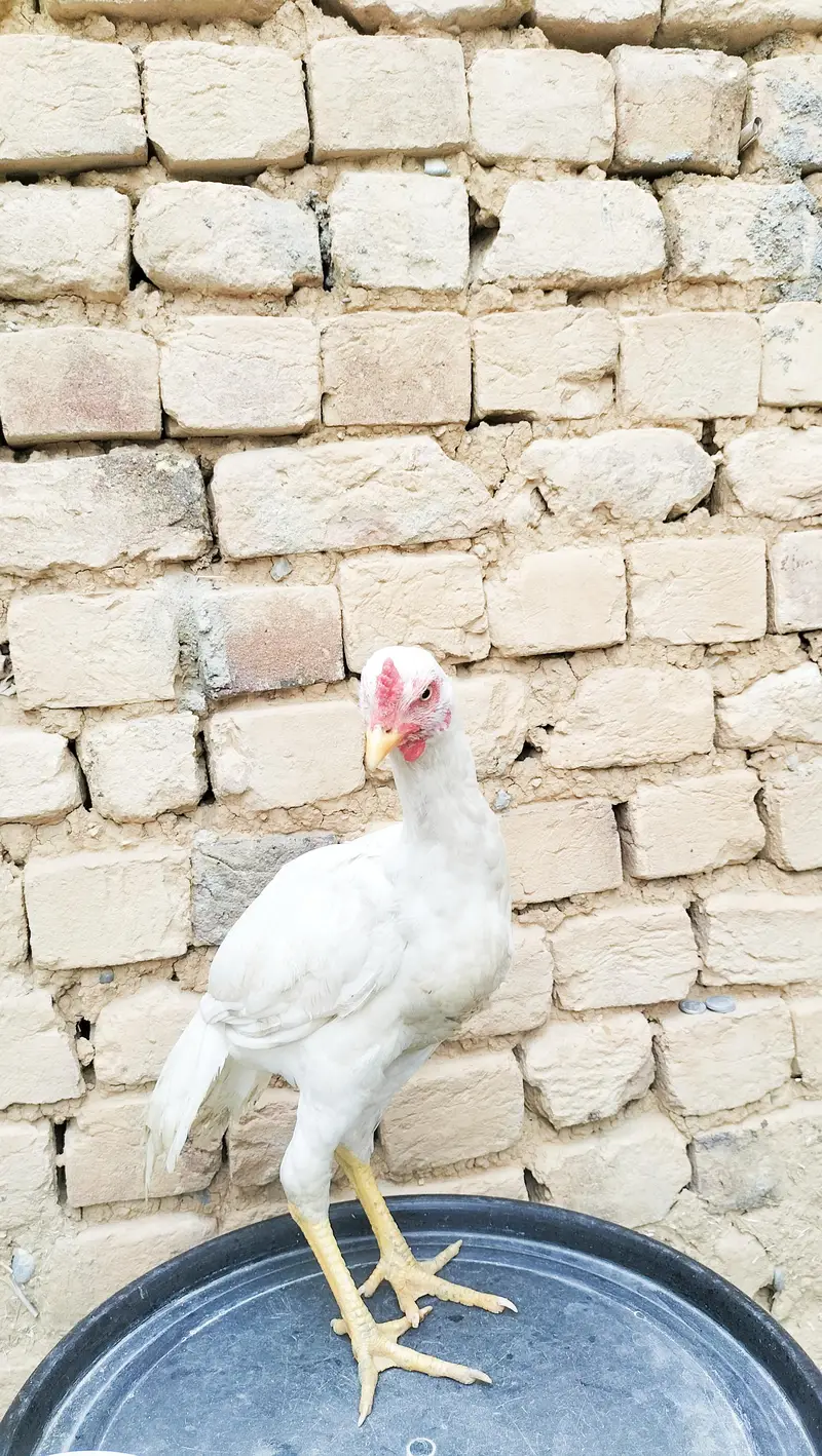 Full white