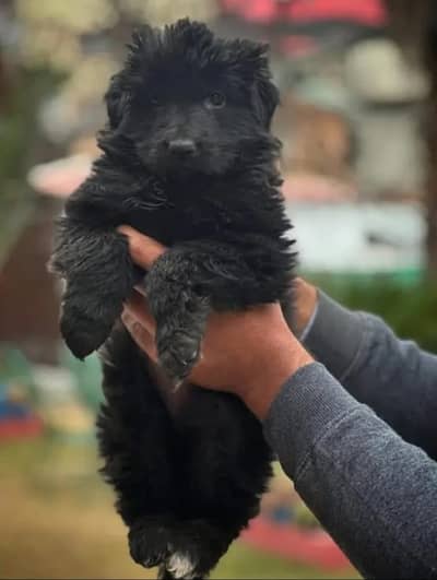 black German Shepherd long coat male dog for sale