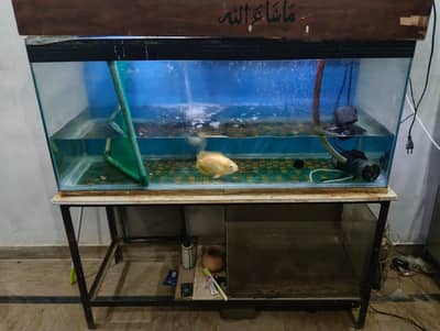Fish Aquarium