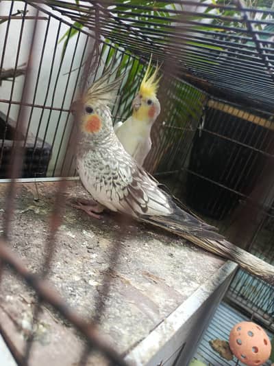 Cocktail pair with cage