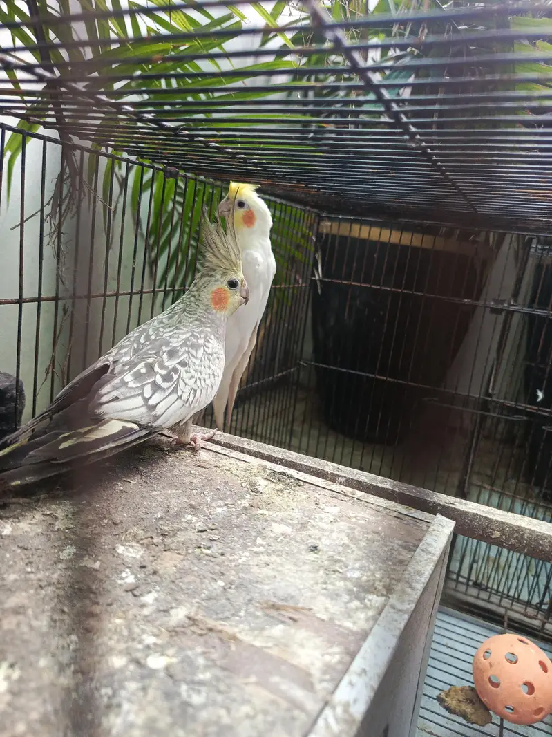 Cocktail pair with cage — photo 2
