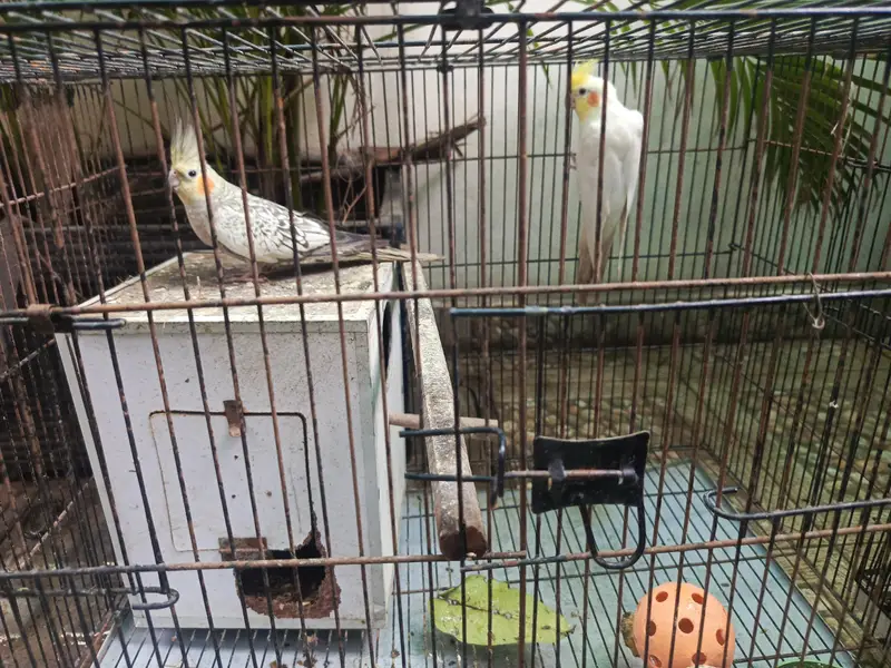 Cocktail pair with cage — photo 3