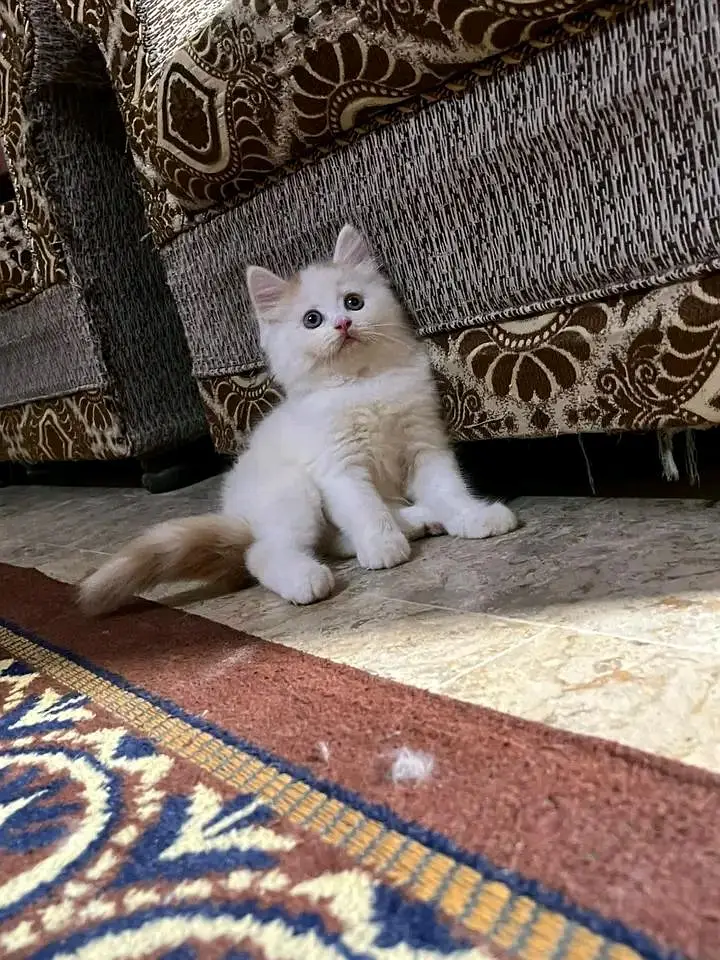 Cats | Persian | kittens |  Blue Eyes | O348O163O63 щatsap^⁠_⁠^ — photo 4