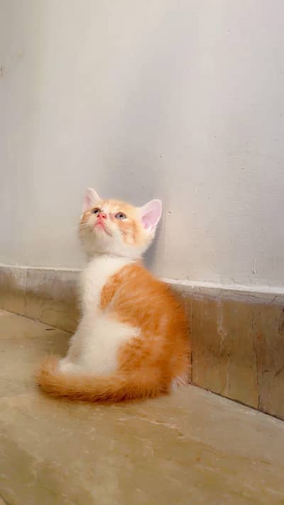 Persian double coated kitten for sale litter trained