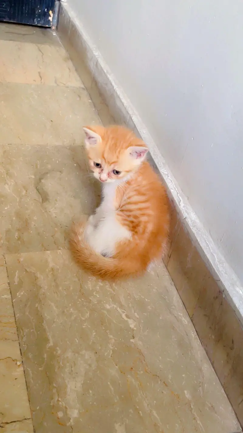 Persian double coated kitten for sale litter trained — photo 2