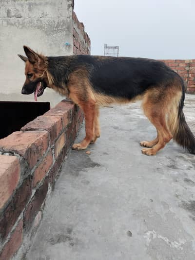 German Shepherd long coat