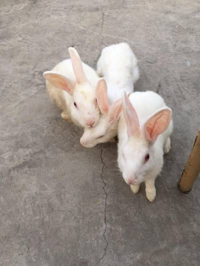 **Healthy Rabbits for Sale** 