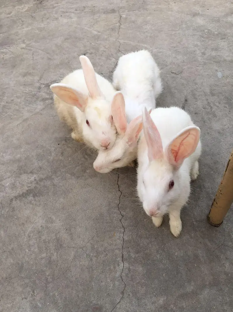 **Healthy Rabbits for Sale** 