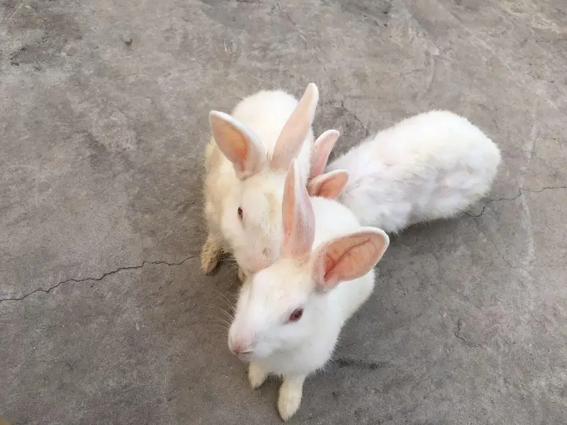 **Healthy Rabbits for Sale**  — photo 2