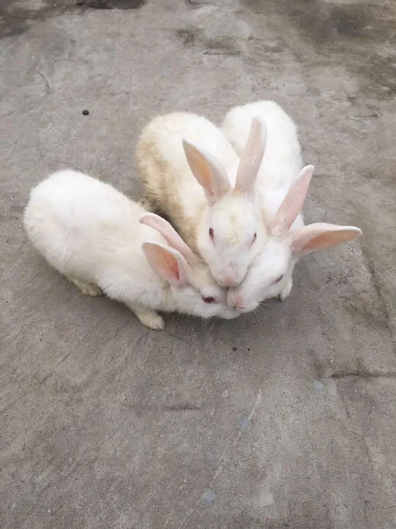 **Healthy Rabbits for Sale**  — photo 3