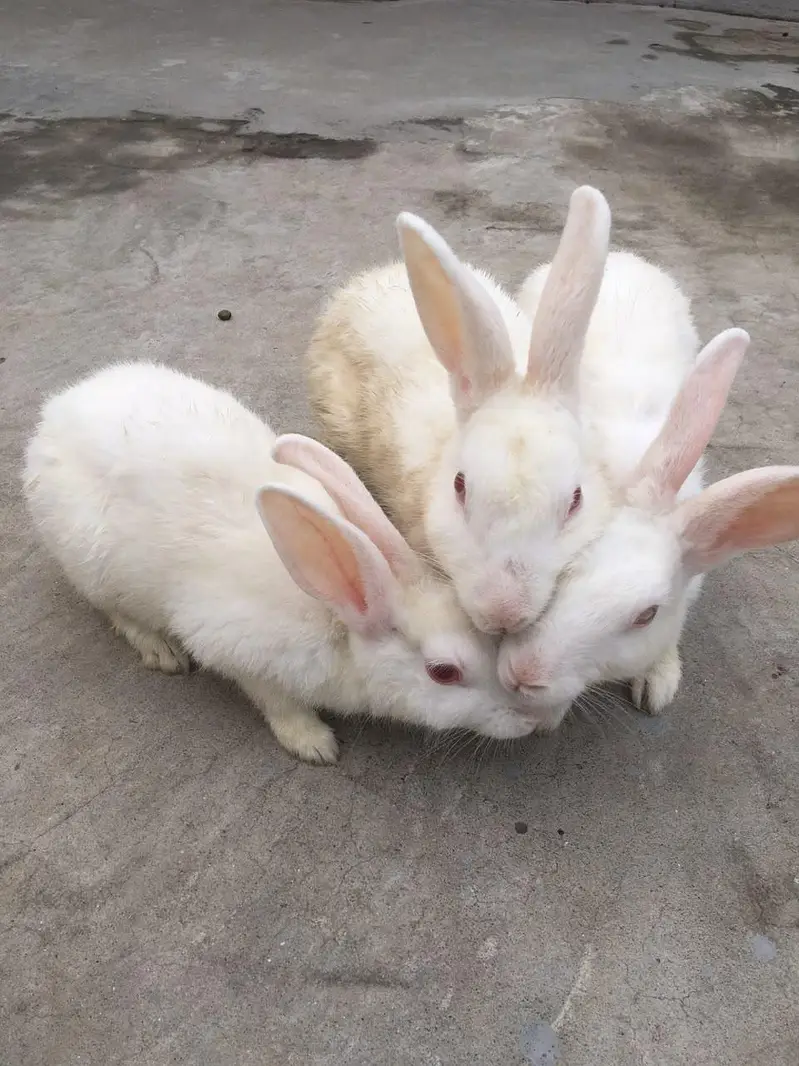 **Healthy Rabbits for Sale**  — photo 4