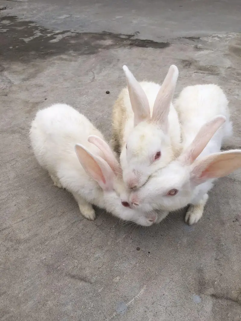 **Healthy Rabbits for Sale**  — photo 5