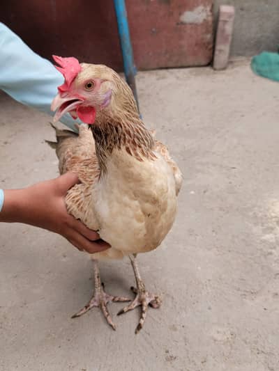 misri hen