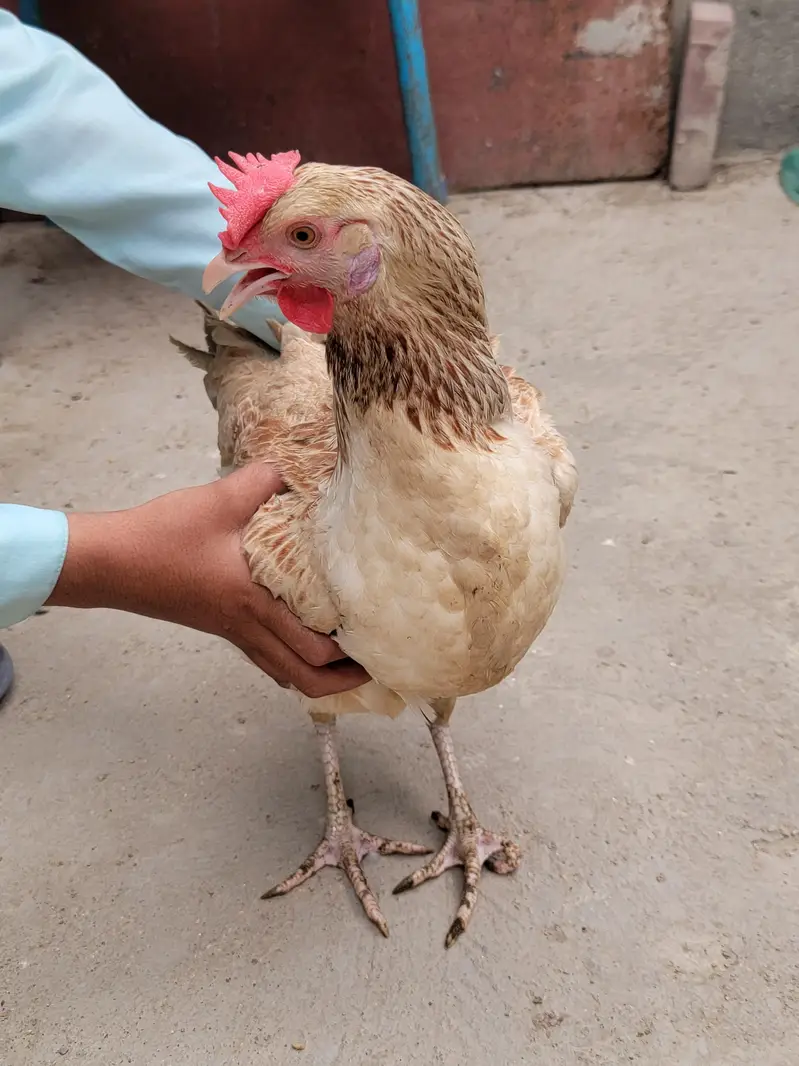 misri hen — photo 2