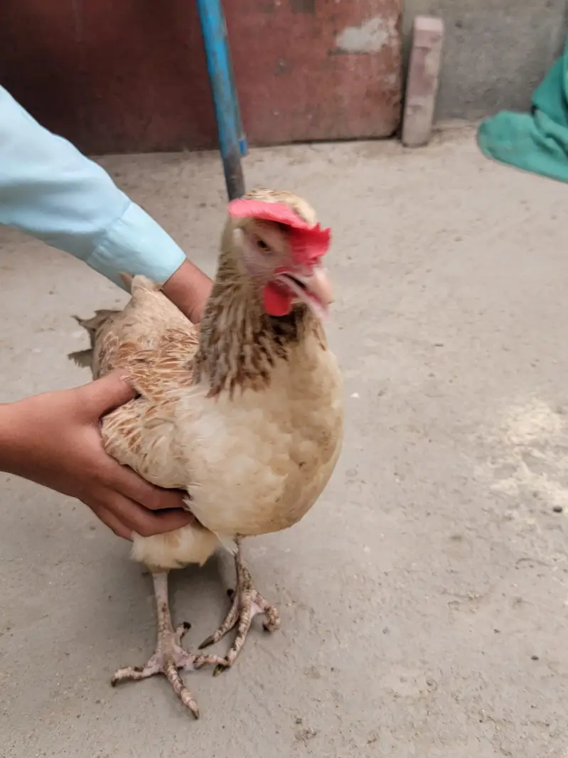 misri hen — photo 3