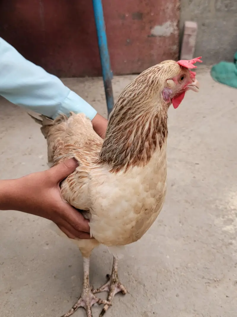 misri hen — photo 4