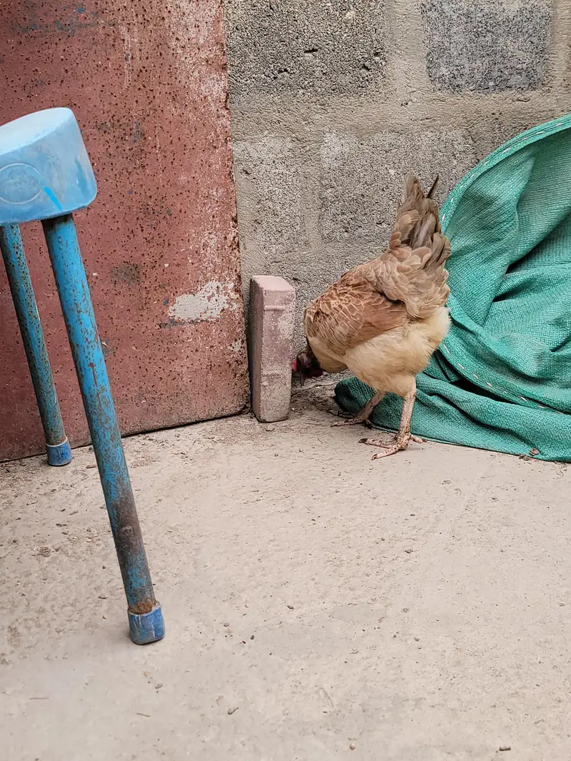 misri hen — photo 5