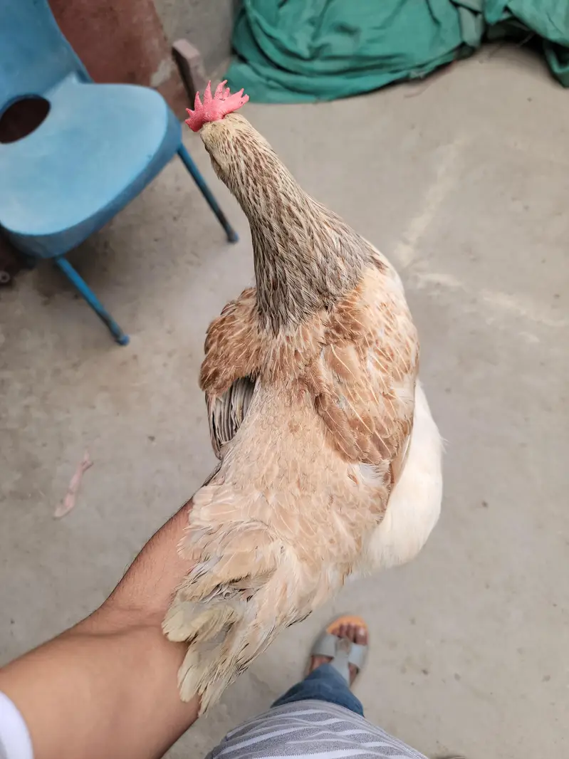 misri hen — photo 6