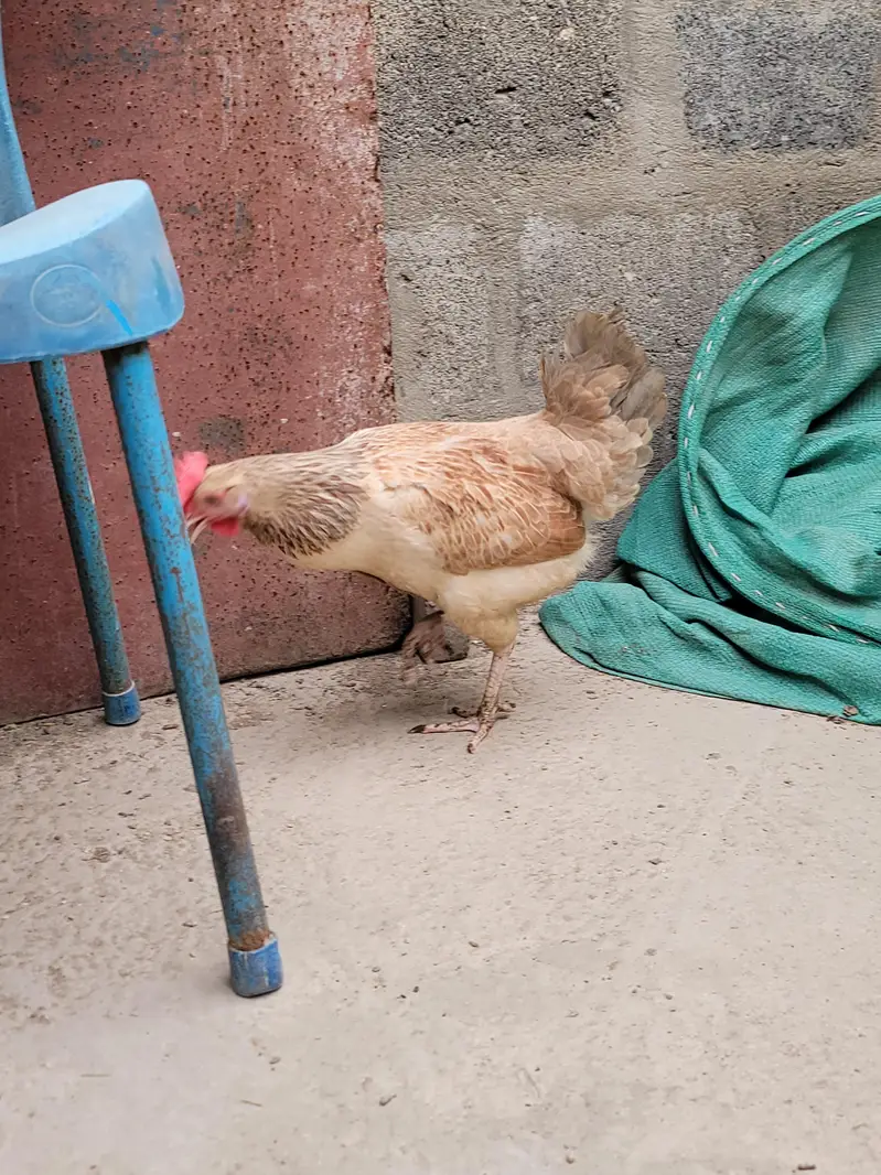 misri hen — photo 7