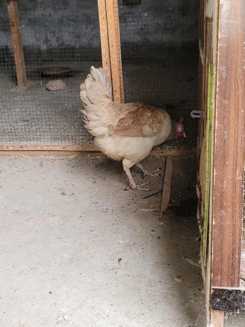 misri hen — photo 8