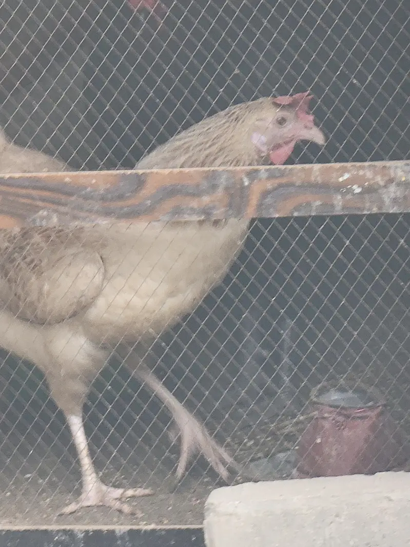 misri hen — photo 9