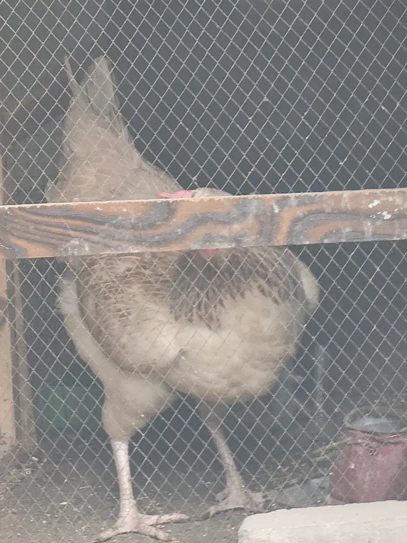 misri hen — photo 10