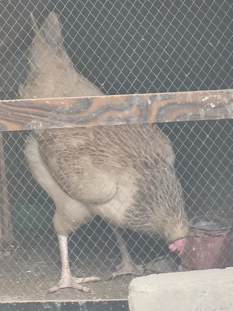 misri hen — photo 11