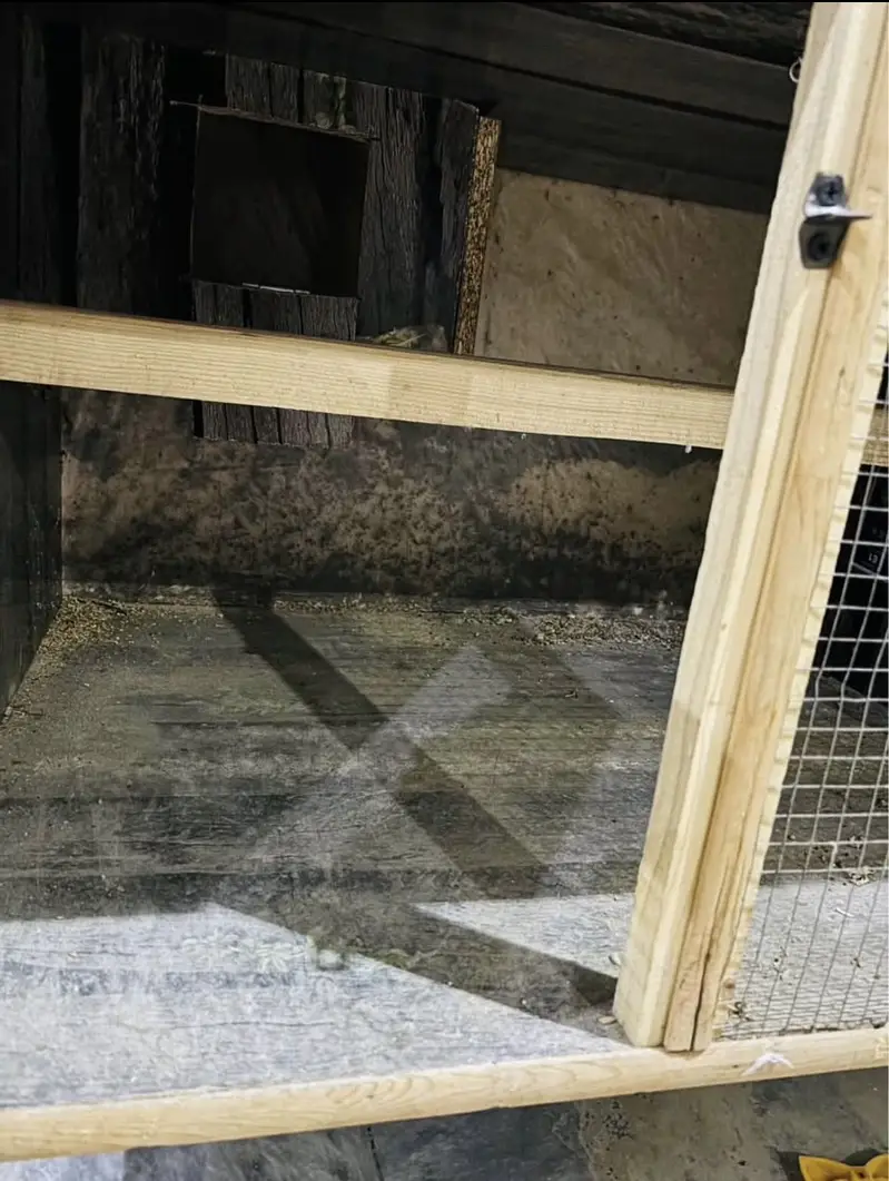Birds Cage — photo 4