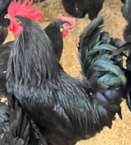 MashaAllah fancy hen — photo 8