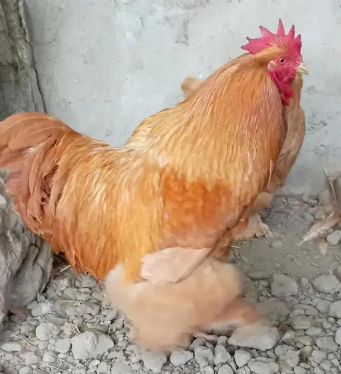 MashaAllah fancy hen — photo 9