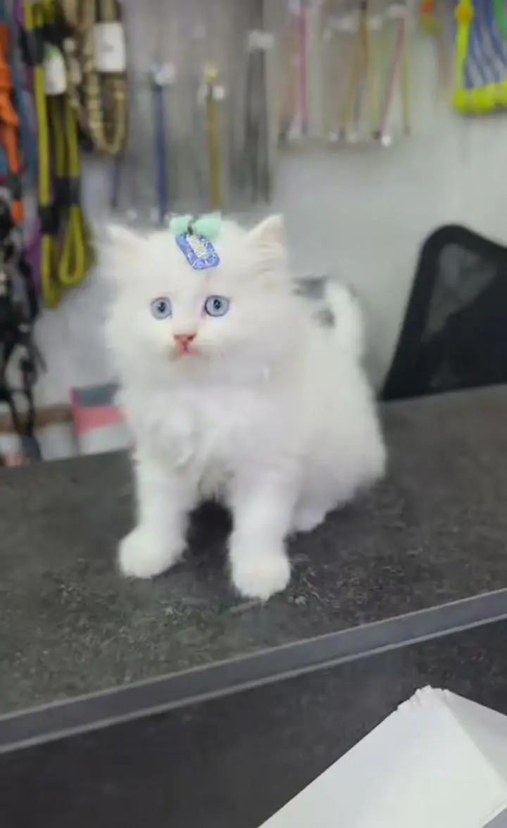 Cats | Persian | kittens |  Blue Eyes | O348O163O63 щatsap^⁠_⁠^ — photo 2