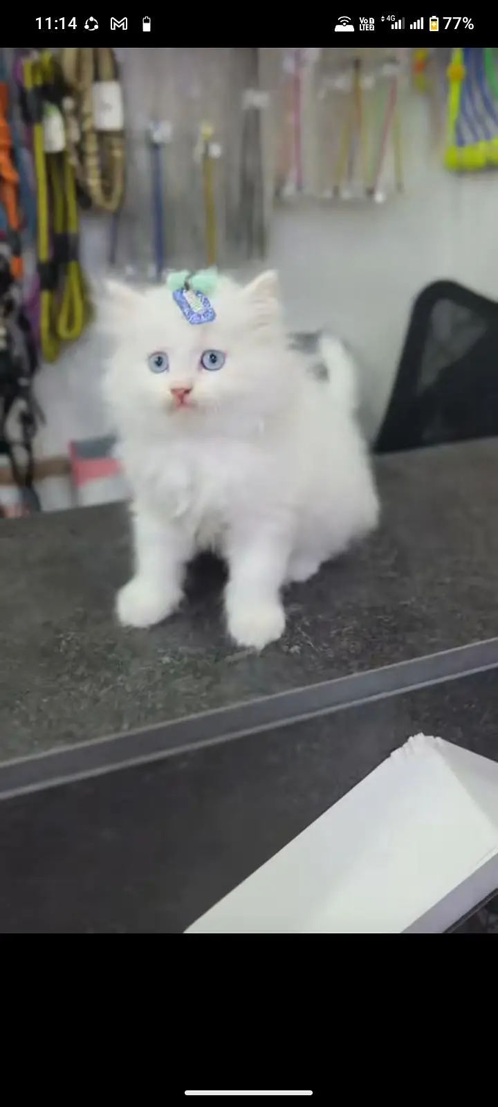 Cats | Persian | kittens |  Blue Eyes | O348O163O63 щatsap^⁠_⁠^ — photo 4